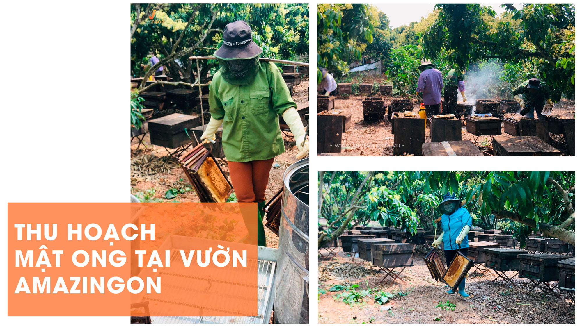 Mật ong AMAZINgon được thu mua tại nhà vườn đạt chuẩn riêng nuôi ong mật