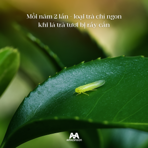 trà đặc sản hồng trà kim tuyên